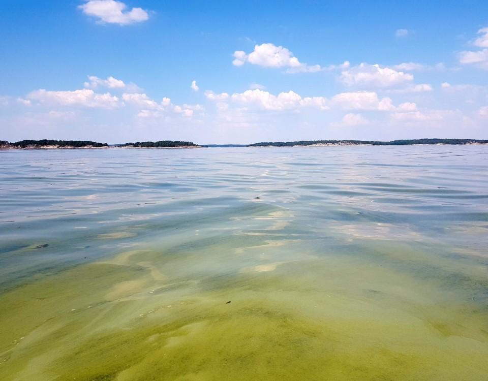 blågröna alger i vatten