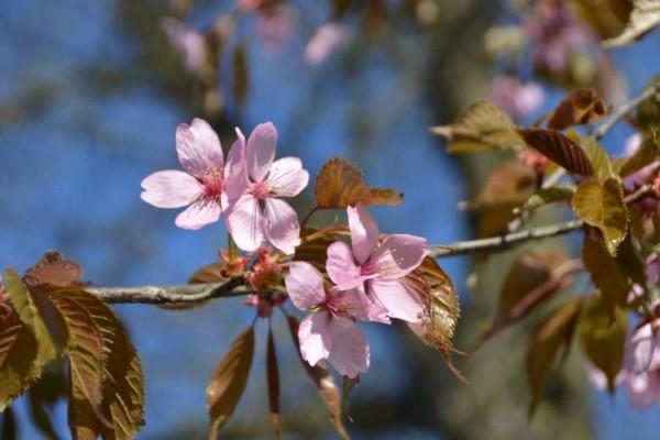 Blommande körsbärsträd.