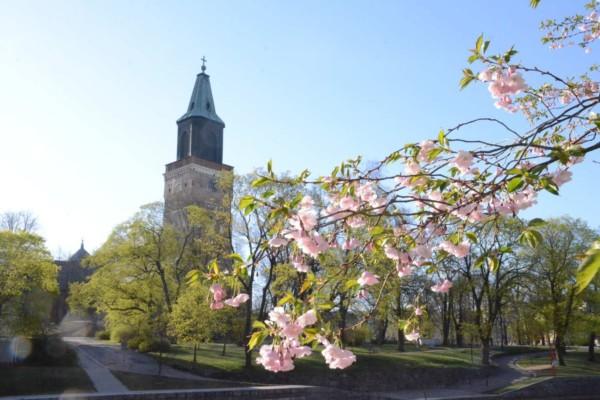 Blommande körsbärsträd med Domkyrkan i bakgrunden.