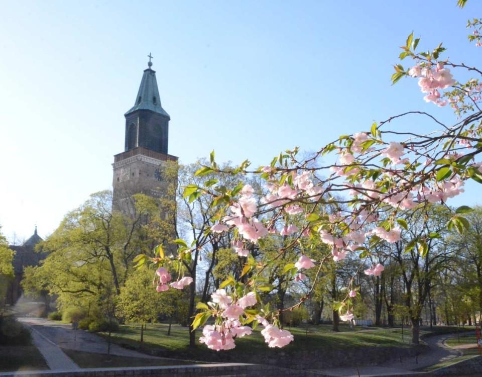 Blommande körsbärsträd med Domkyrkan i bakgrunden.