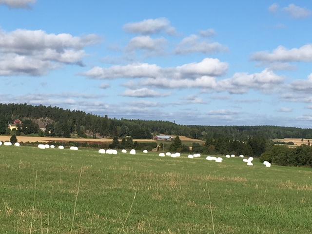 Prydliga höbalar i ett landskap i Egentliga Finland.