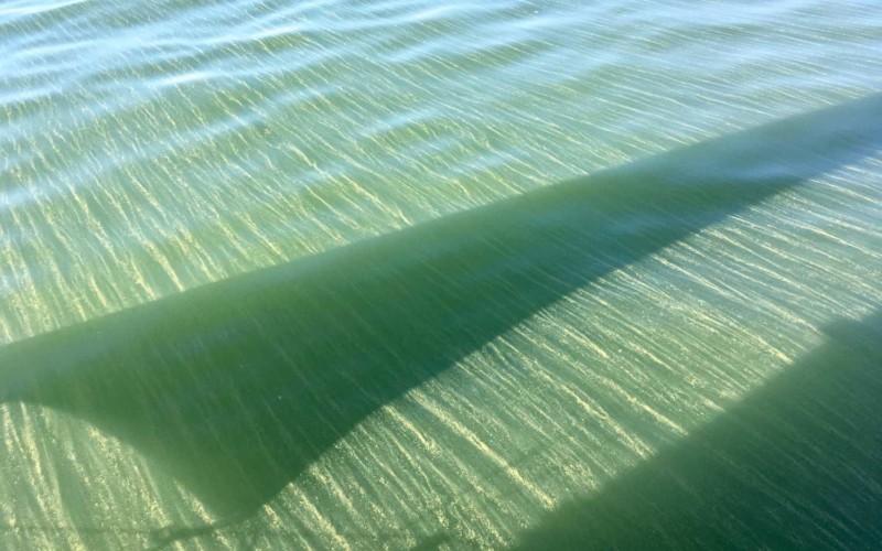 Vatten med strimmor av blågröna alger och skuggan av ett försegel.