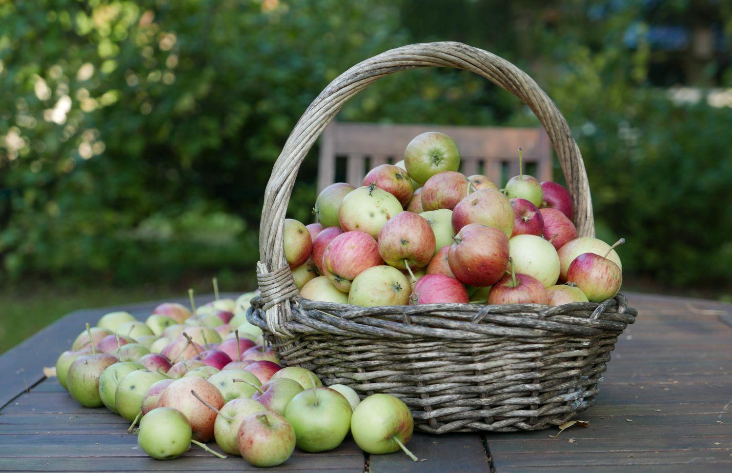 Äpplen i korg på ett bord