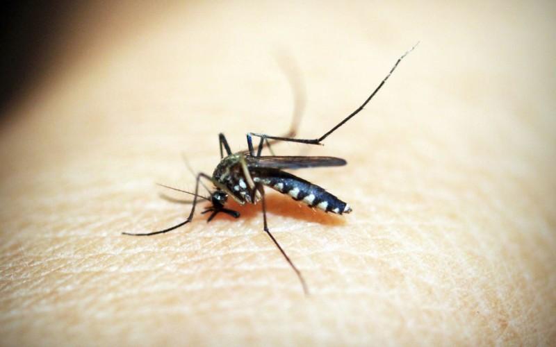 En mygga sitter på en arm.