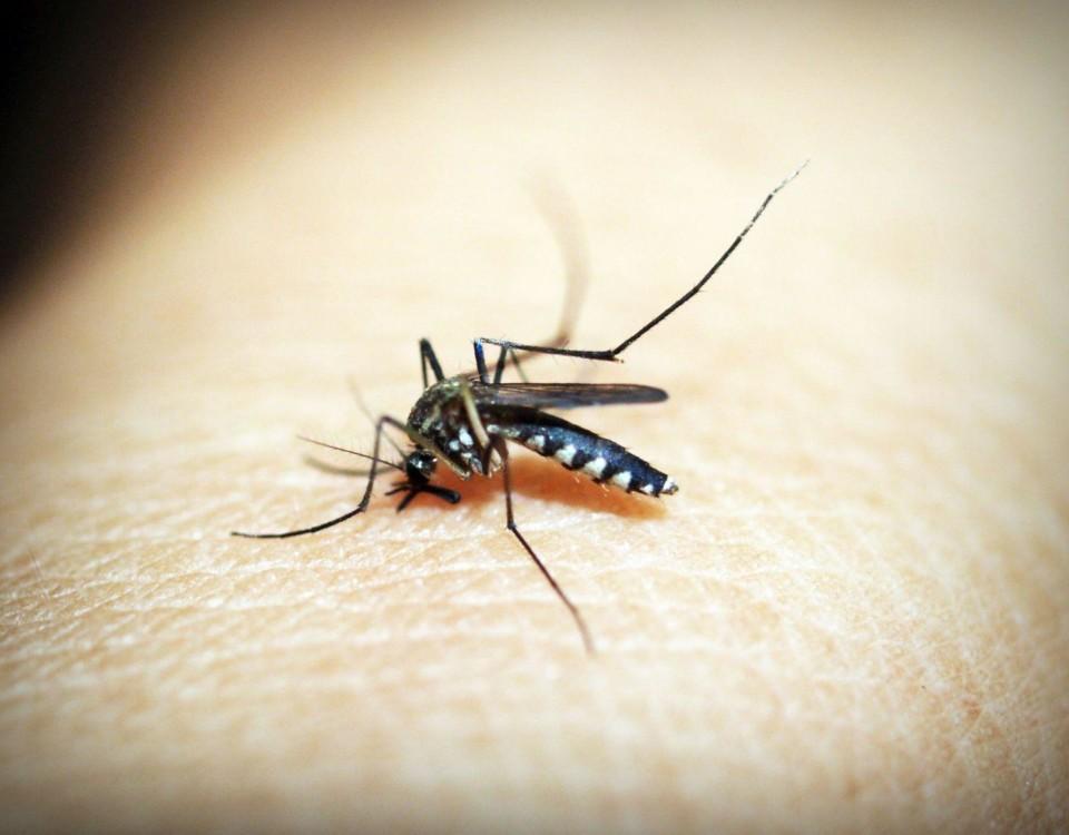 En mygga sitter på en arm.