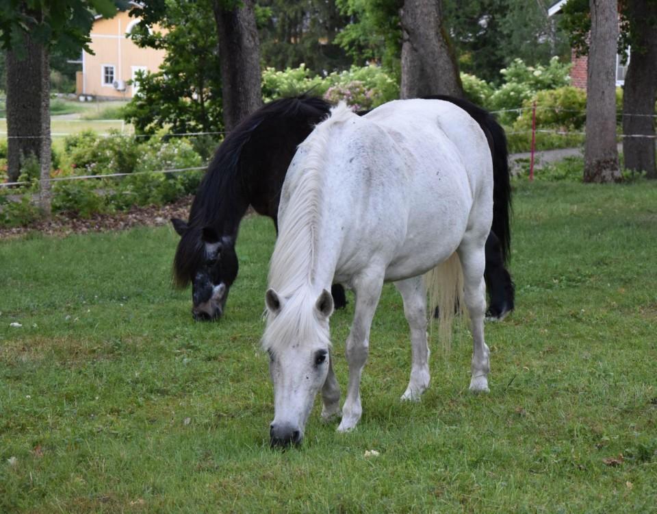 En svart och en vit häst betar.