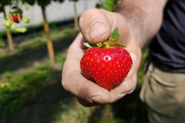 En stor jordgubbe i en hand
