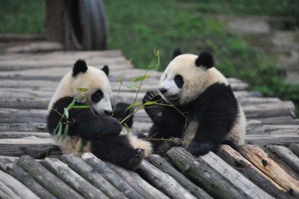 två pandor