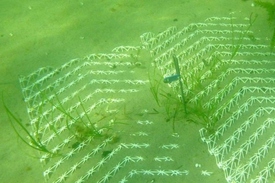 Ett vitt nät som det växer en gräsliknande växt i på havsbotten.