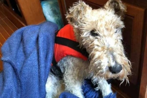 En blöt terrierhund klädd i en flytväst och inlindad i en filt.