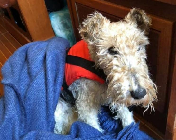 En blöt terrierhund klädd i en flytväst och inlindad i en filt.