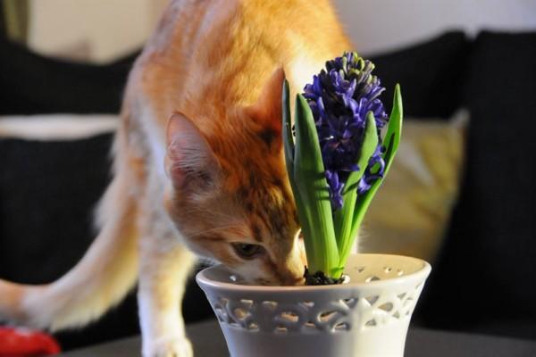 en katt nosar på en hyacintblomma.