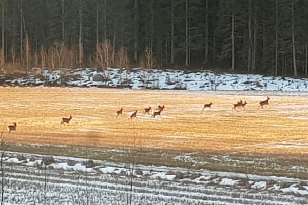 Elva vitsvanshjortar springer på en åker