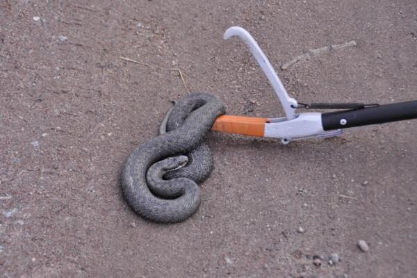 en orm flyttas med en tång
