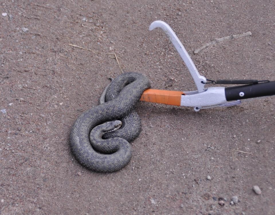 en orm flyttas med en tång
