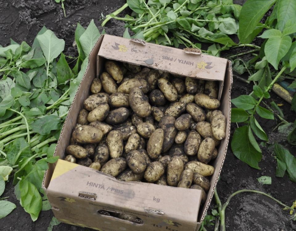 potatis i en låda