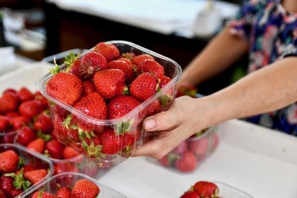 en hand håller ut en plastldåda med jordgubbar