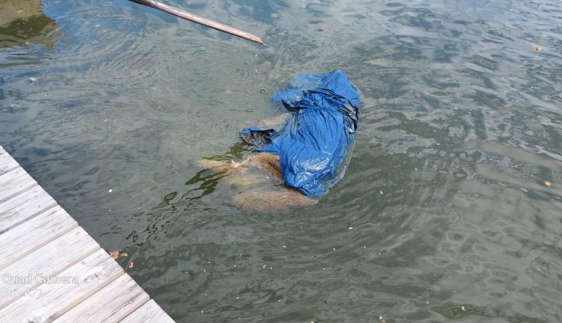 Ett dött hunddjur invirat i plast flyter i vattnet bredvid en brygga.