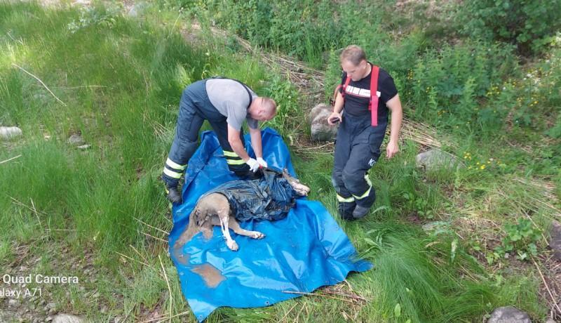 Två män från räddningsverket packar in vargen i plast för att transportera den för undersökning.