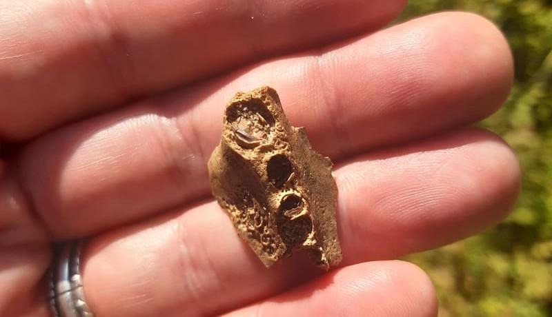 En hand med ett arkeologiskt benfynd
