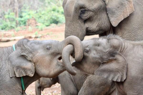 Två elefantungar med en förälder.
