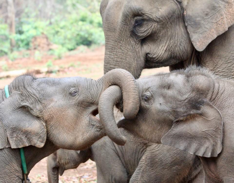 Två elefantungar med en förälder.