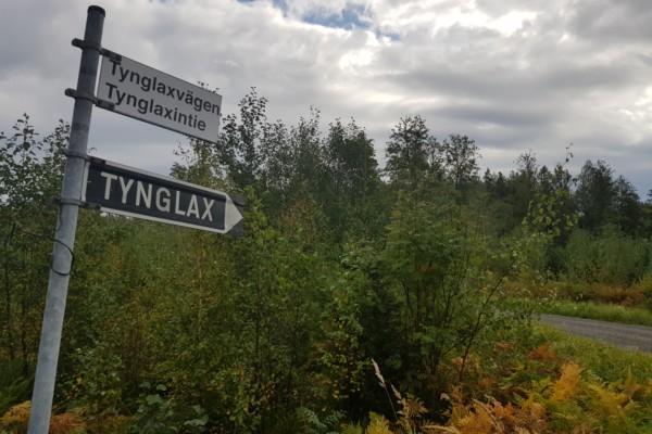 Vägskylt vid skogsdunge med texten Tynglax/Tynglaxvägen