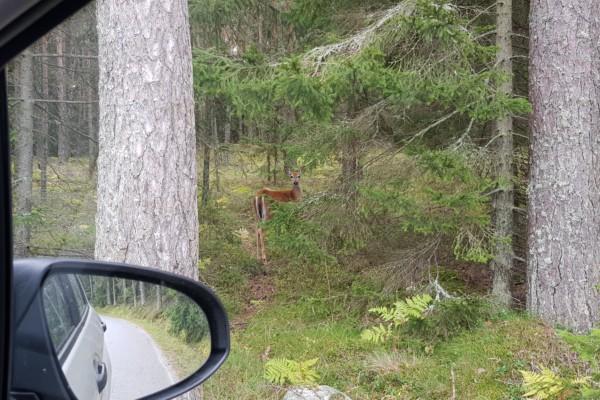 En hjort i skogsbrynet fotad ur bilfönster