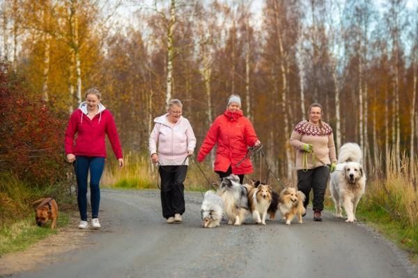 Fyra damer på promenad med hundar