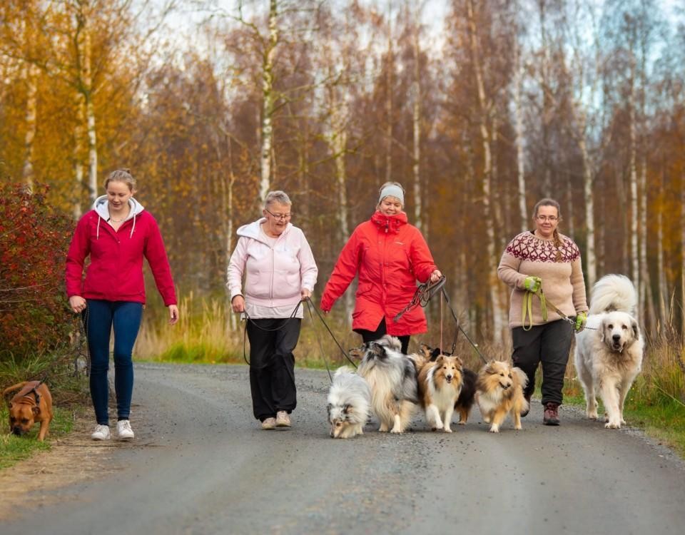 Fyra damer på promenad med hundar