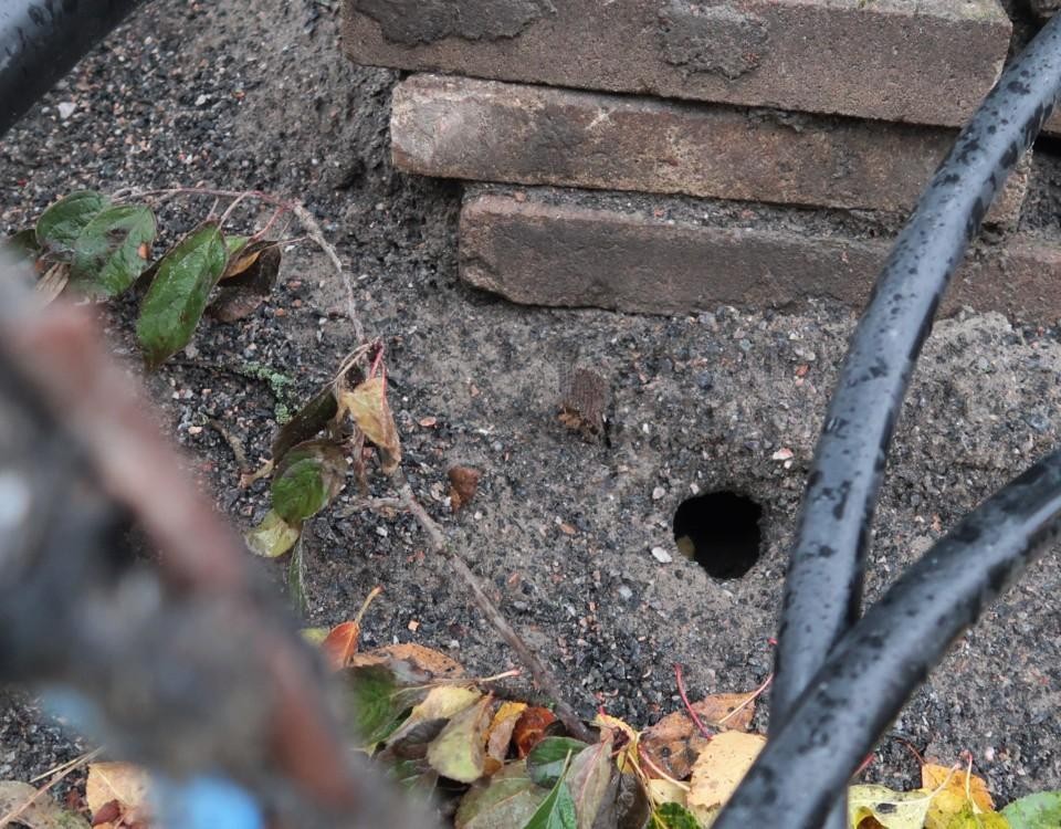 Bild va ett hål i jorden där en råtta har grävt sig fram.
