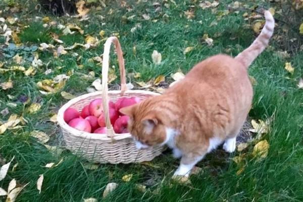 En katt vid en korg äpplen