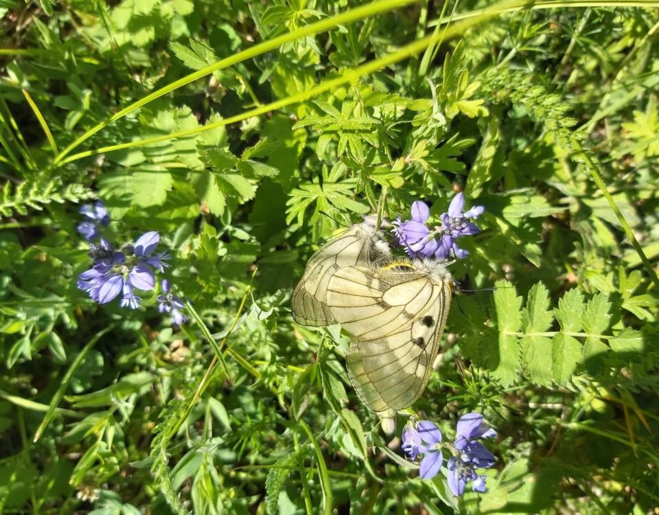 En fjäril bland blommor och gräs.