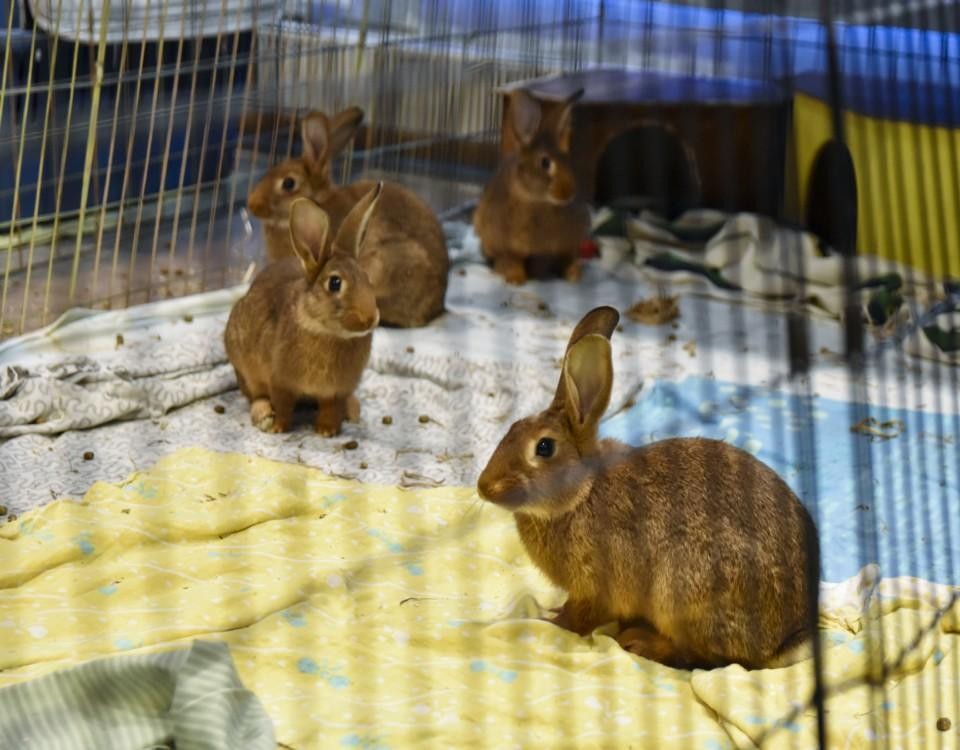 Kaniner i en bur.