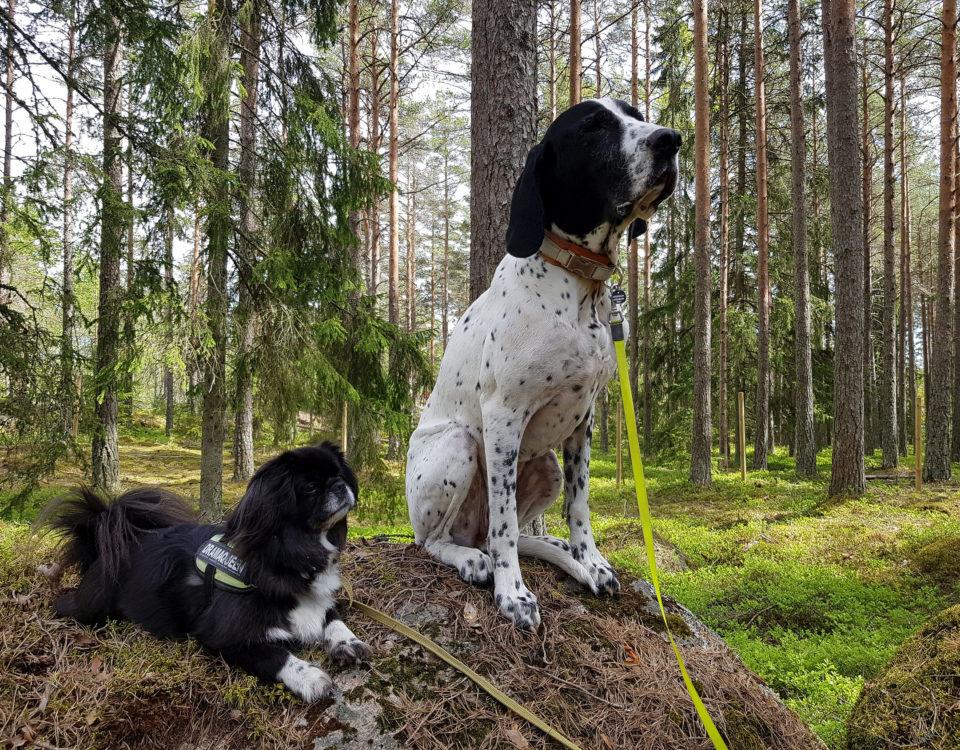 två hundar i en skog på en sten