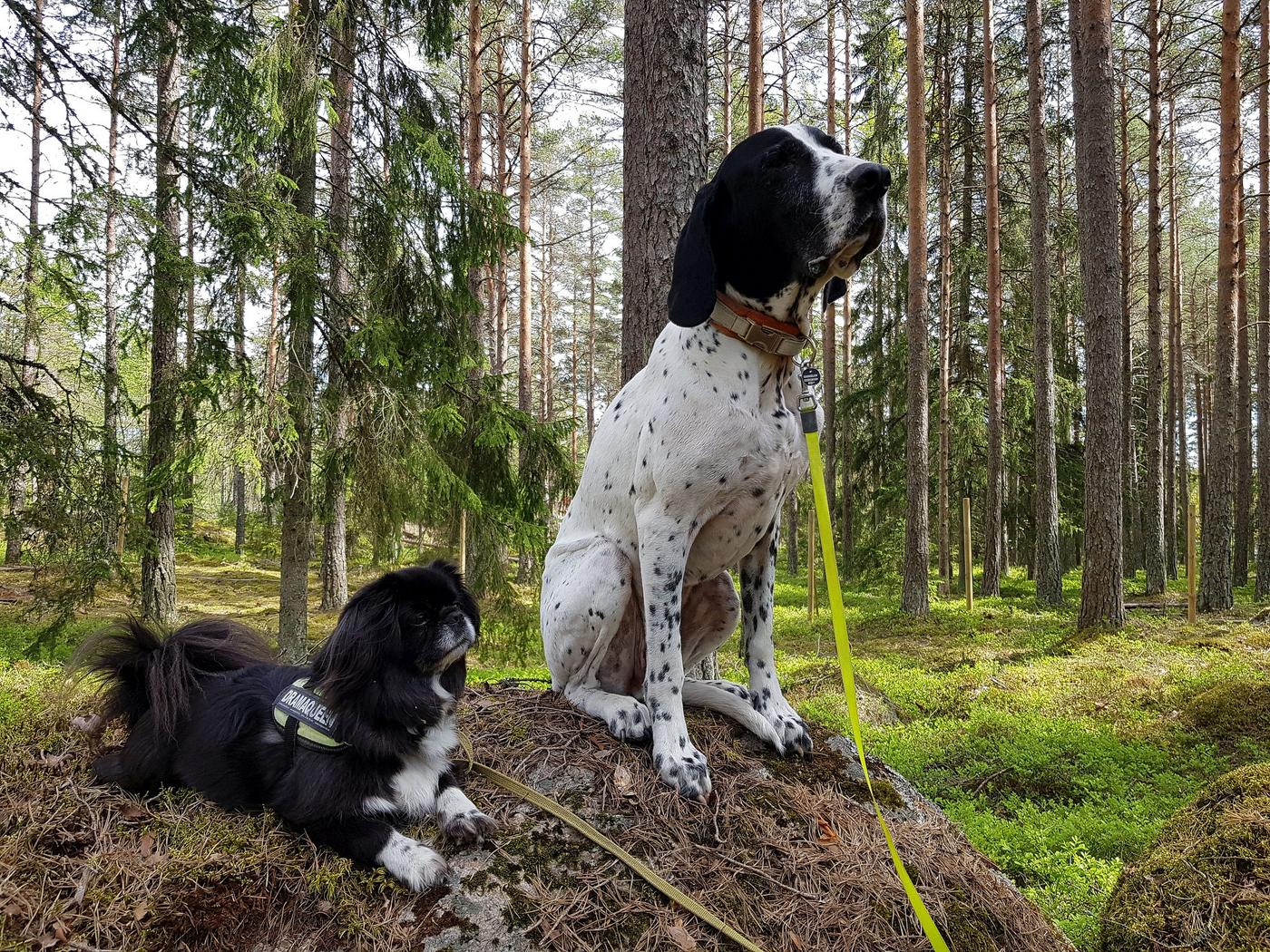 två hundar i en skog på en sten