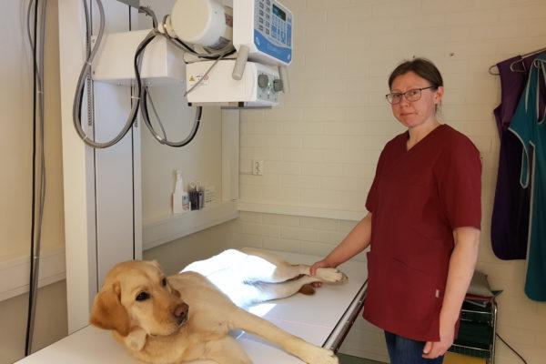 veterinär vid en röntgenapparat där en hund ligger