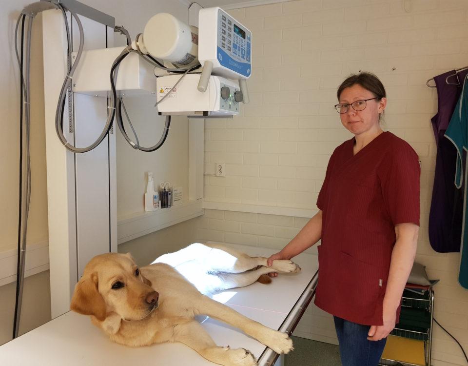 veterinär vid en röntgenapparat där en hund ligger
