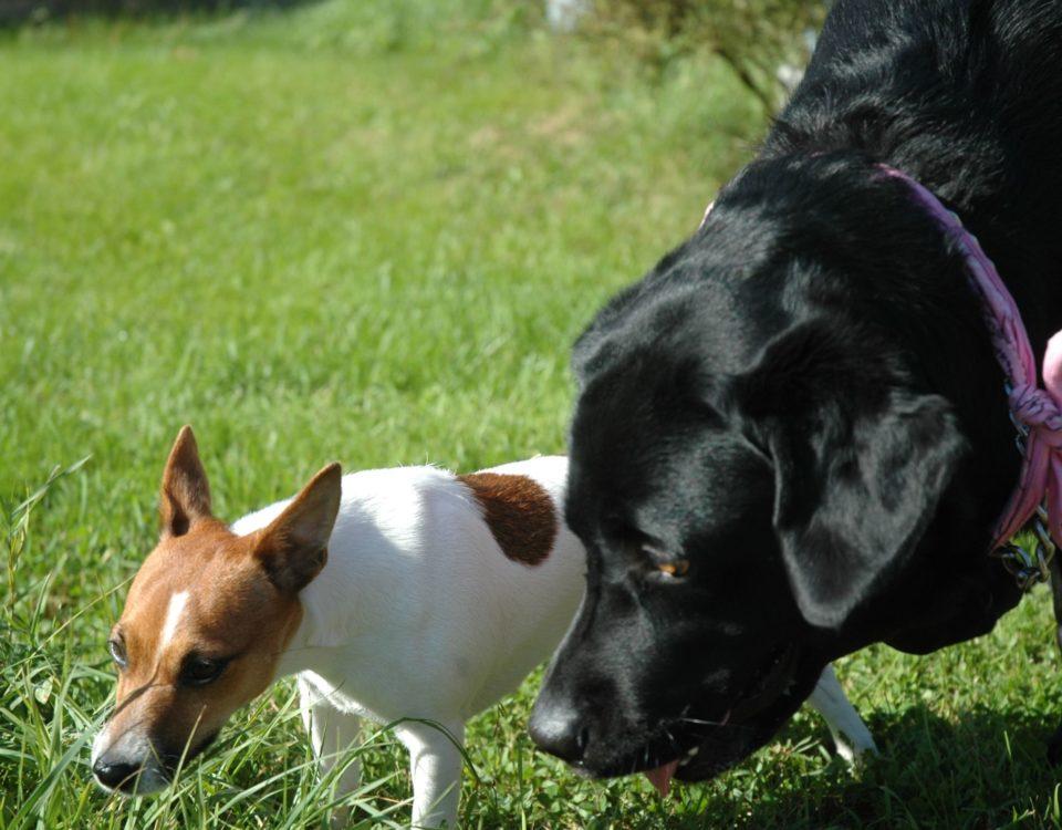 två hundar på en gräsmatta