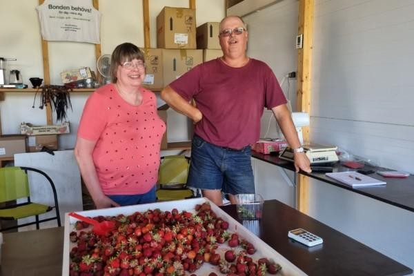 två personer vid en stor låda jordgubbar.