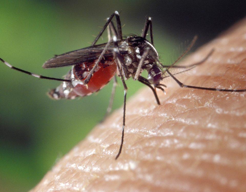 myggor finns i mängder olika arter