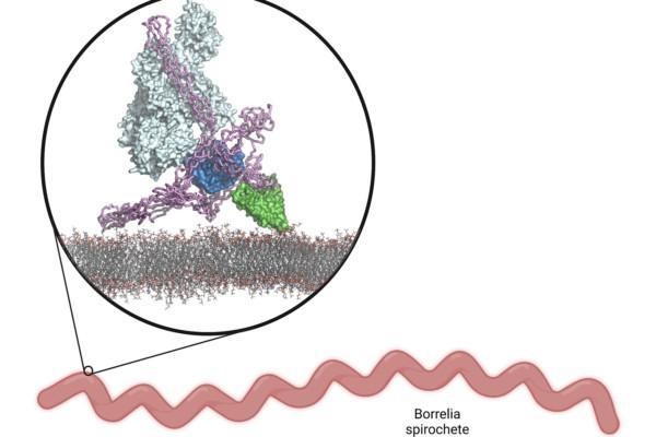 Vetenskapsbild som illustrerar hur borrelia kringgår immunsystemet