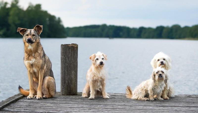 tre hundar på en brygga