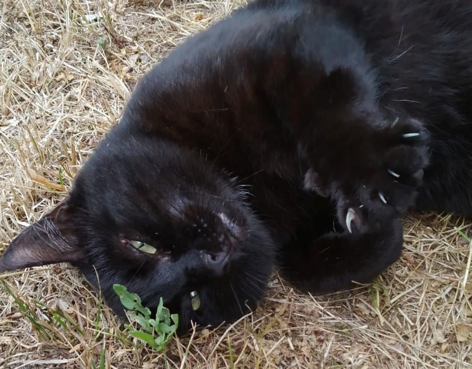 en katt ligger på en gräsmatta