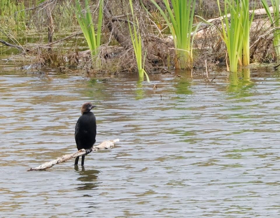 en fågel i en sjö