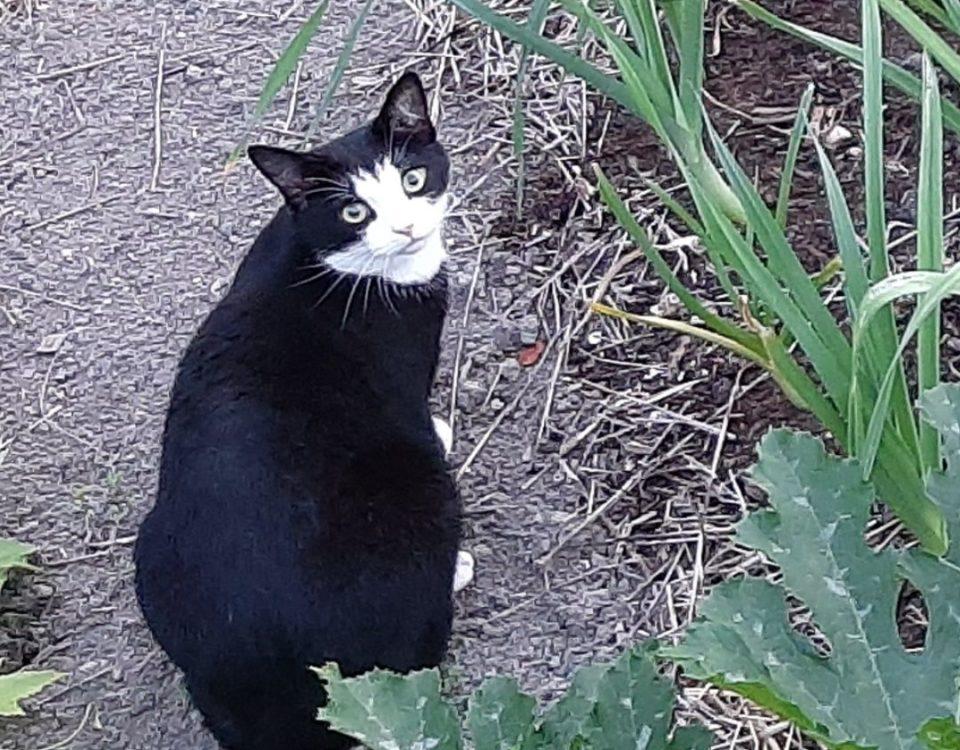 en svart katt medvit nos utomhus