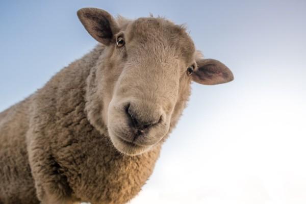 ett får i brun ull