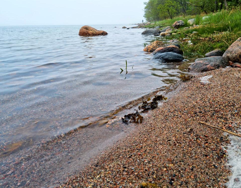 en havsstrand med stenar och växtlighet