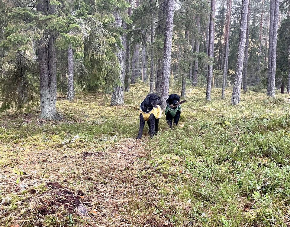 två svarta hunder med täcken lekermed en lkäpp i en skogig hundpark