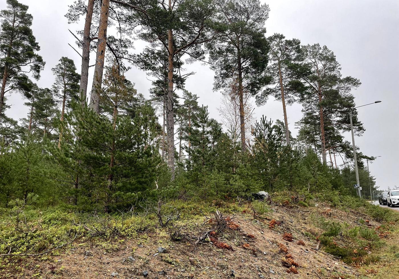 glesare skogsområde med höga tallat
